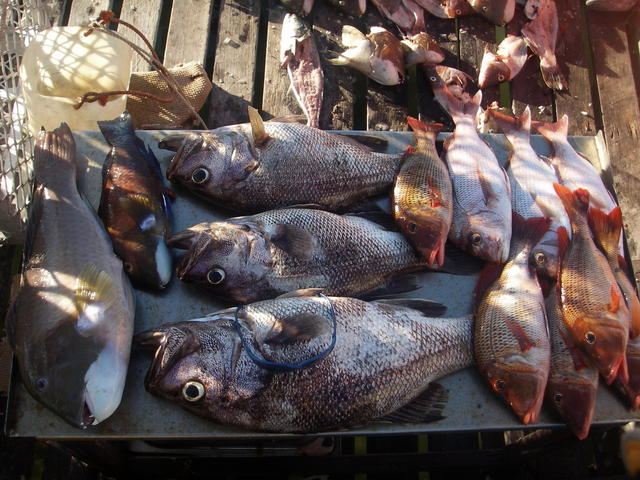 Abrolhos catch